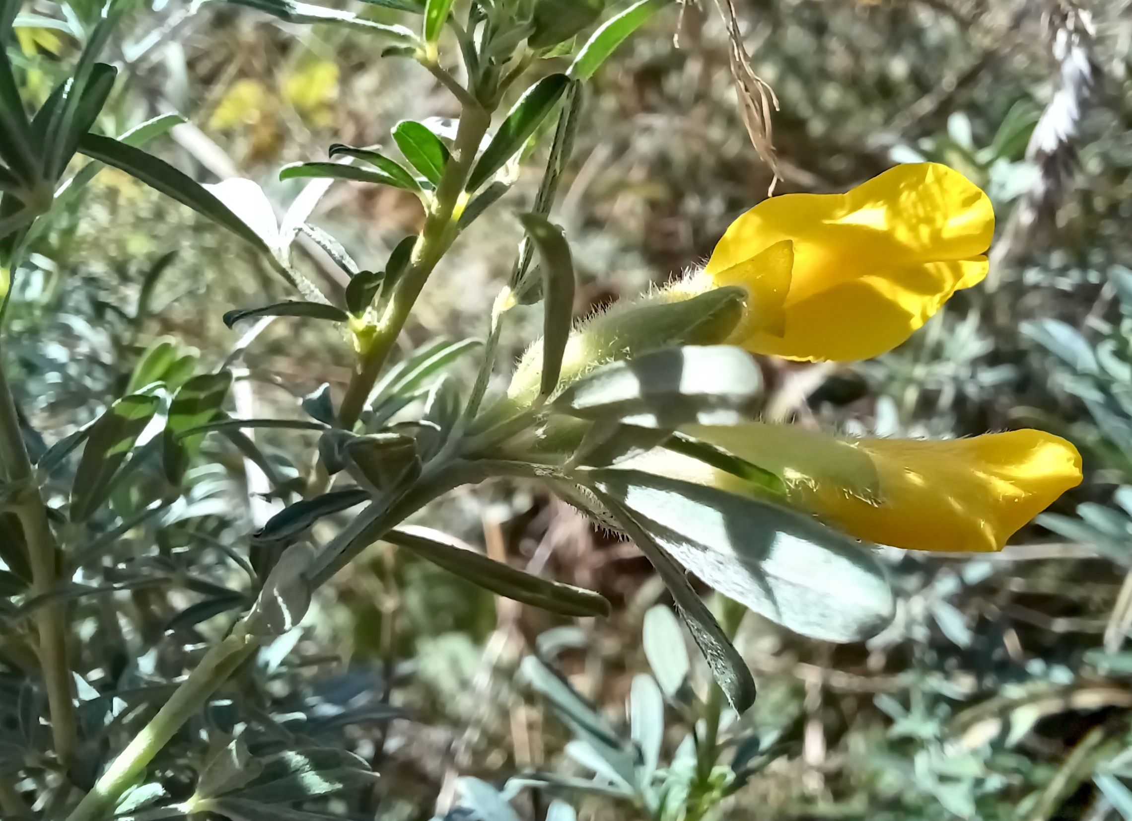 chamaecytisus austriacus hohlweg johannesberg unterlaa 20240907_112706.jpg