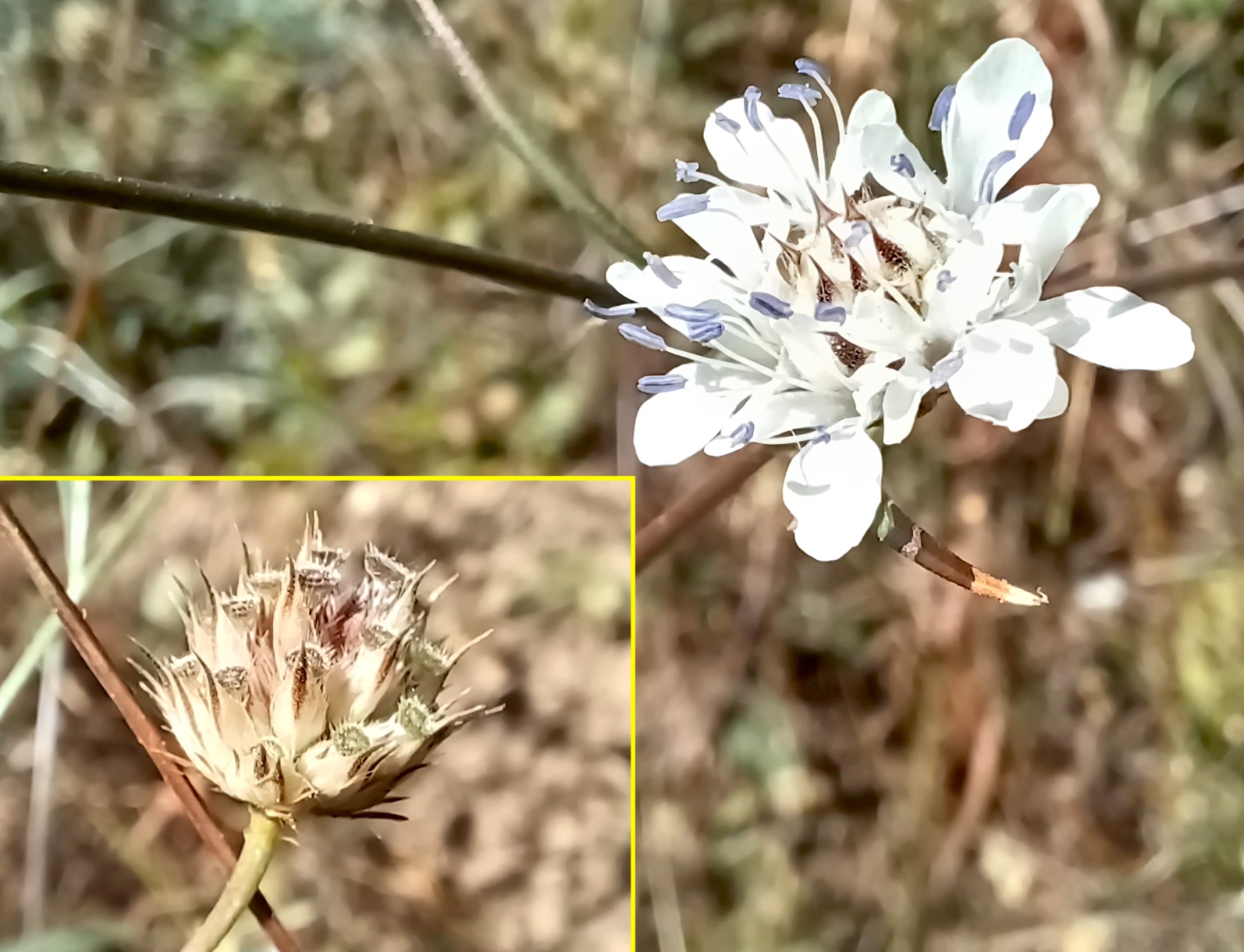 cephalaria transsylvanica hohlweg johannesberg unterlaa 20240907_112519.jpg