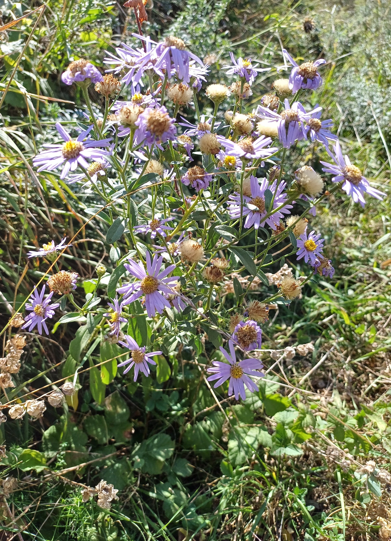 aster amellus hohlweg johannesberg unterlaa 20240907_113033.jpg