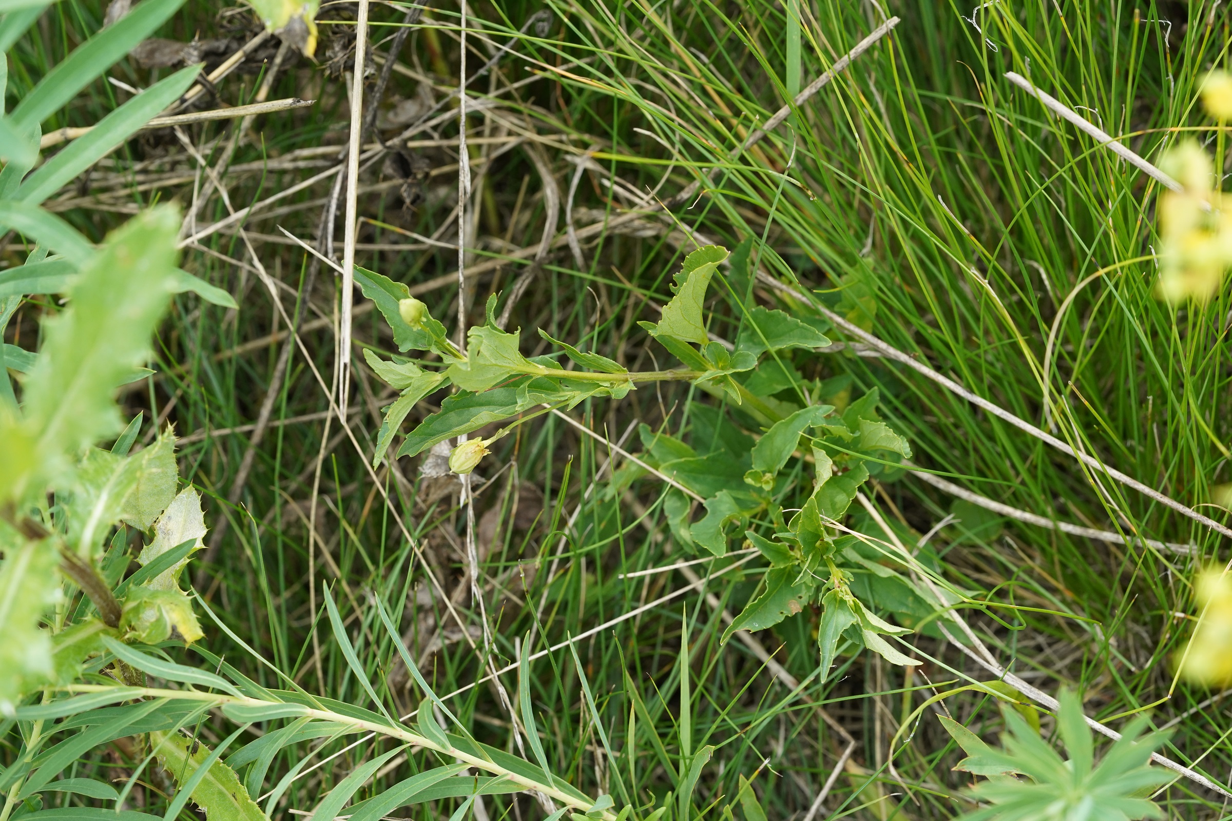 DSC09648.JPG