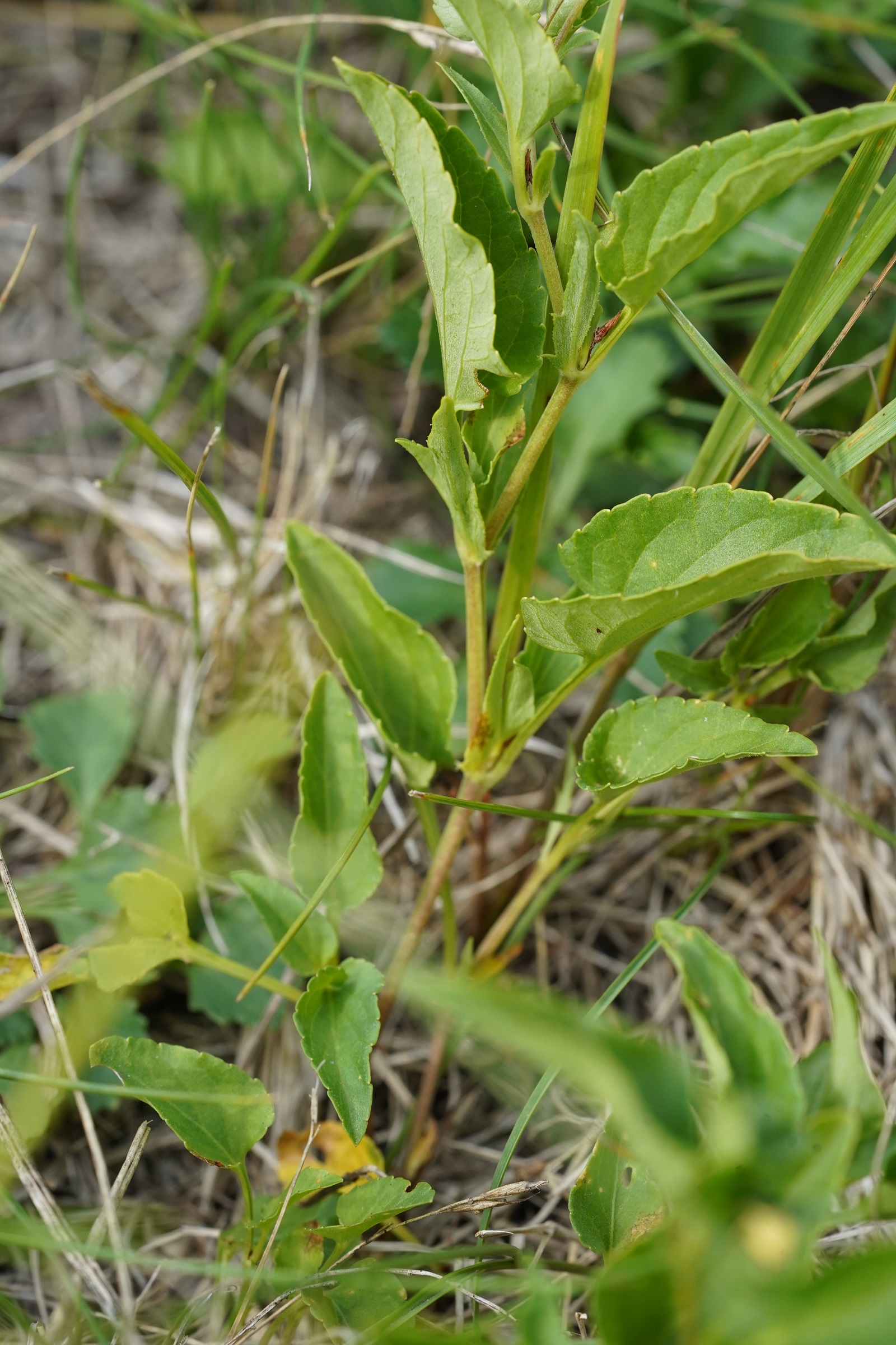 DSC09665.JPG