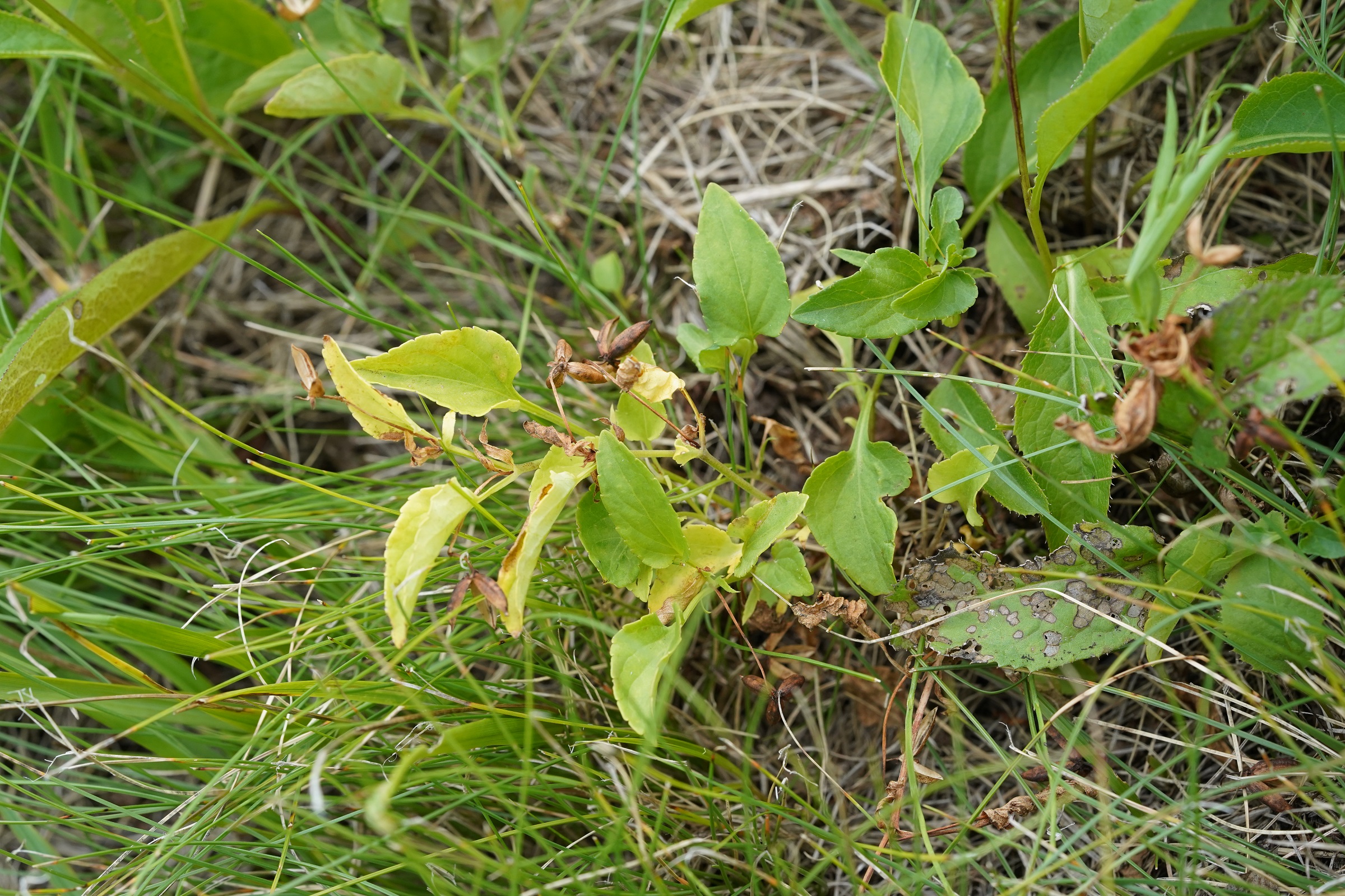 DSC09262.JPG