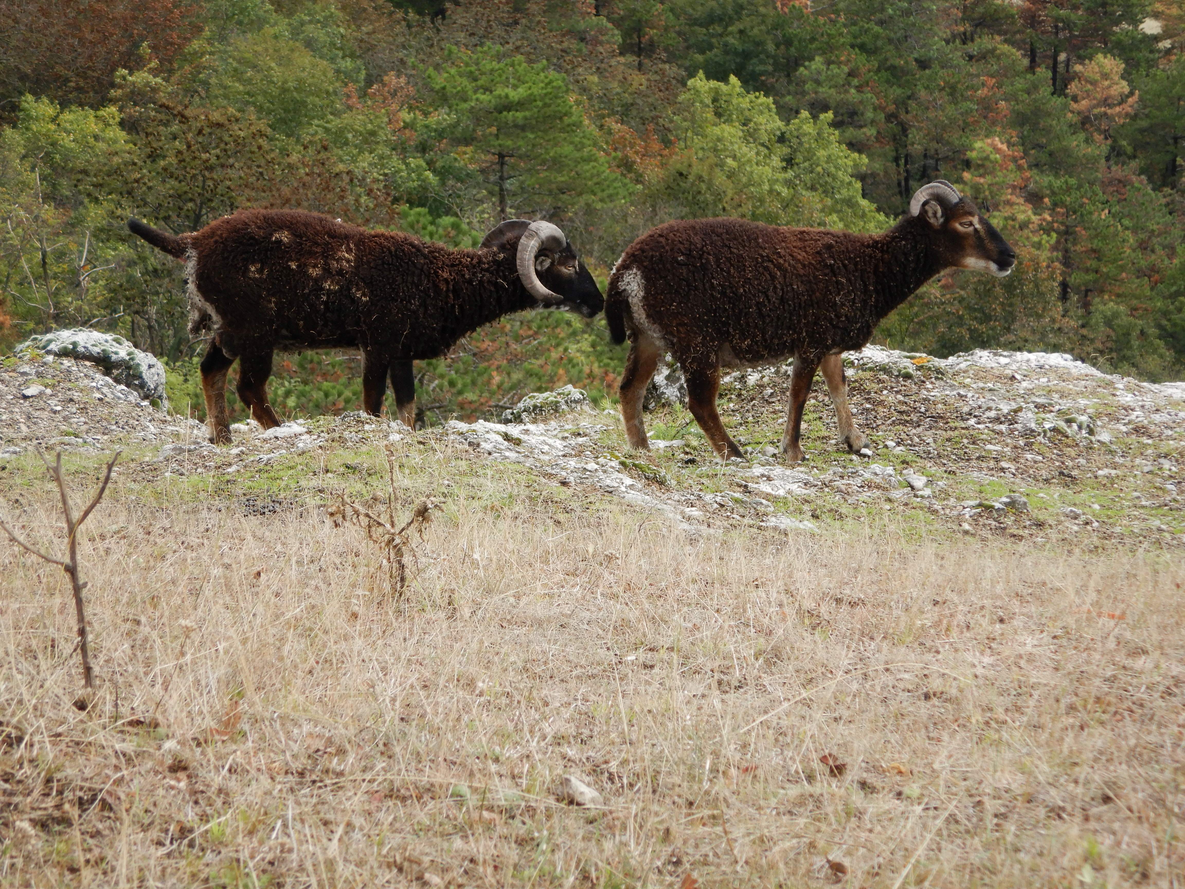 DSCN2351 braunsberg 2024-09-17.jpg