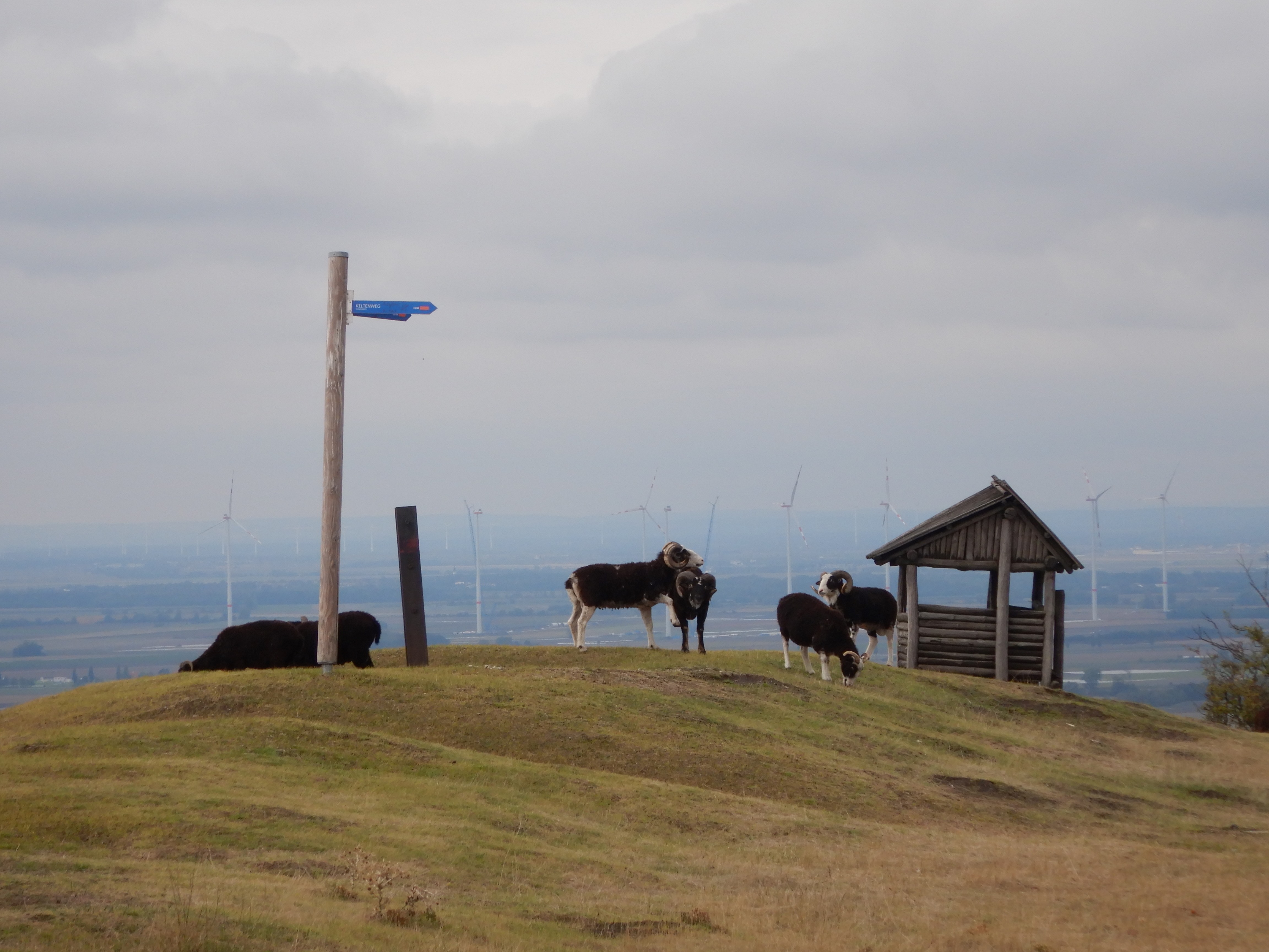 DSCN2357 braunsberg 2024-09-17.jpg