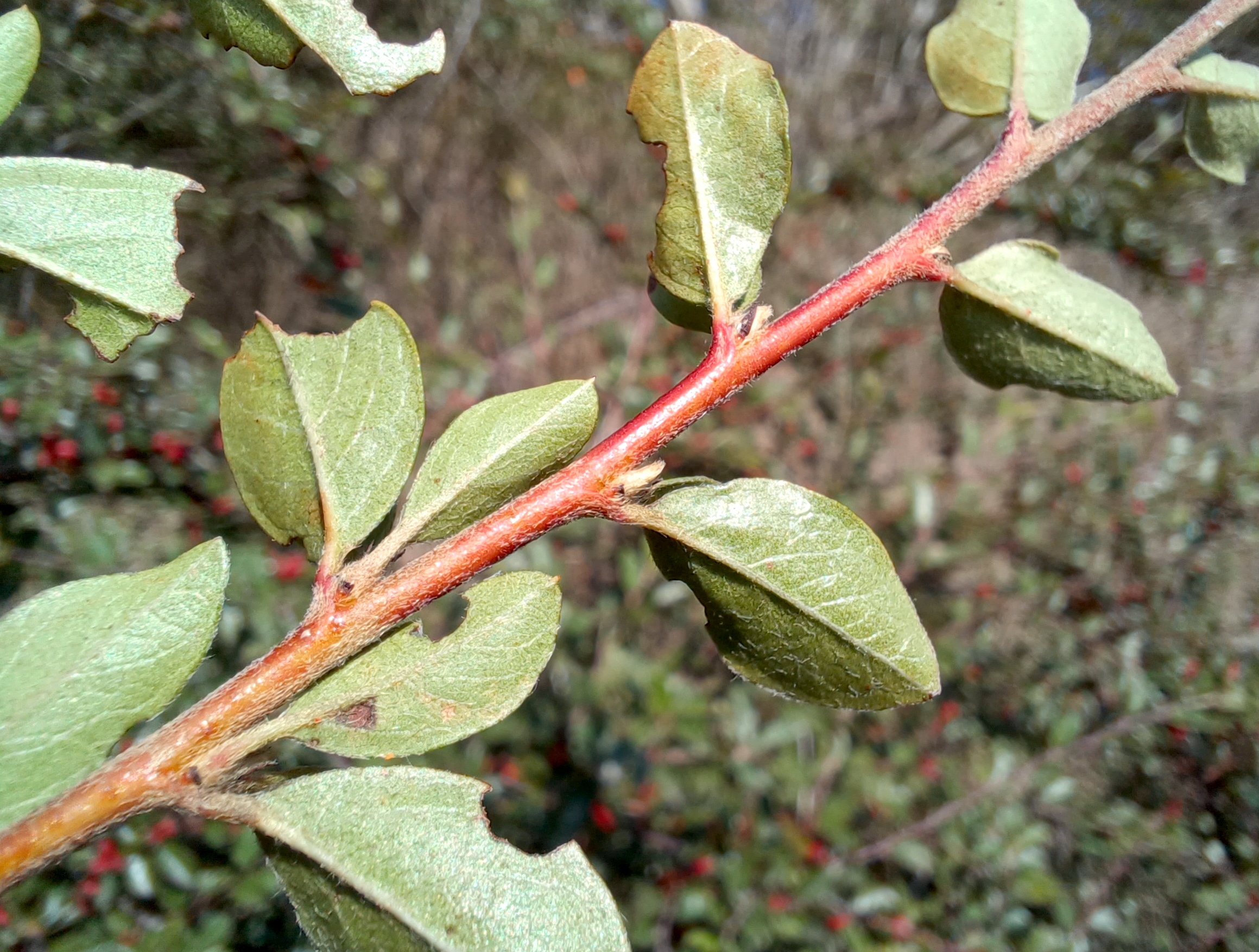 cotoneaster sp. bhf petronell-carnuntum 20240920_104838.jpg