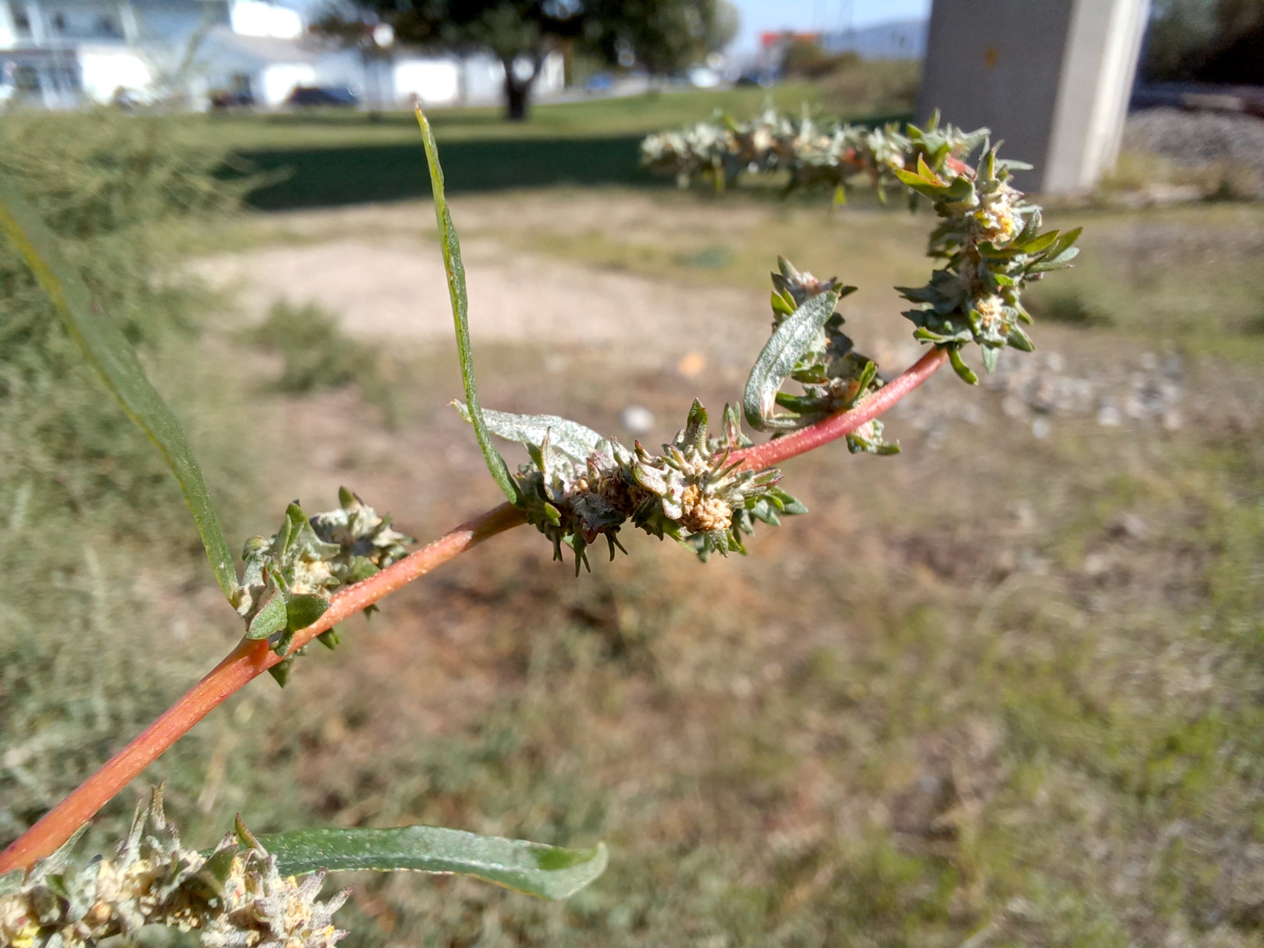 atriplex cf. tatarica bhf petronell-carnuntum 20240920_111236.jpg