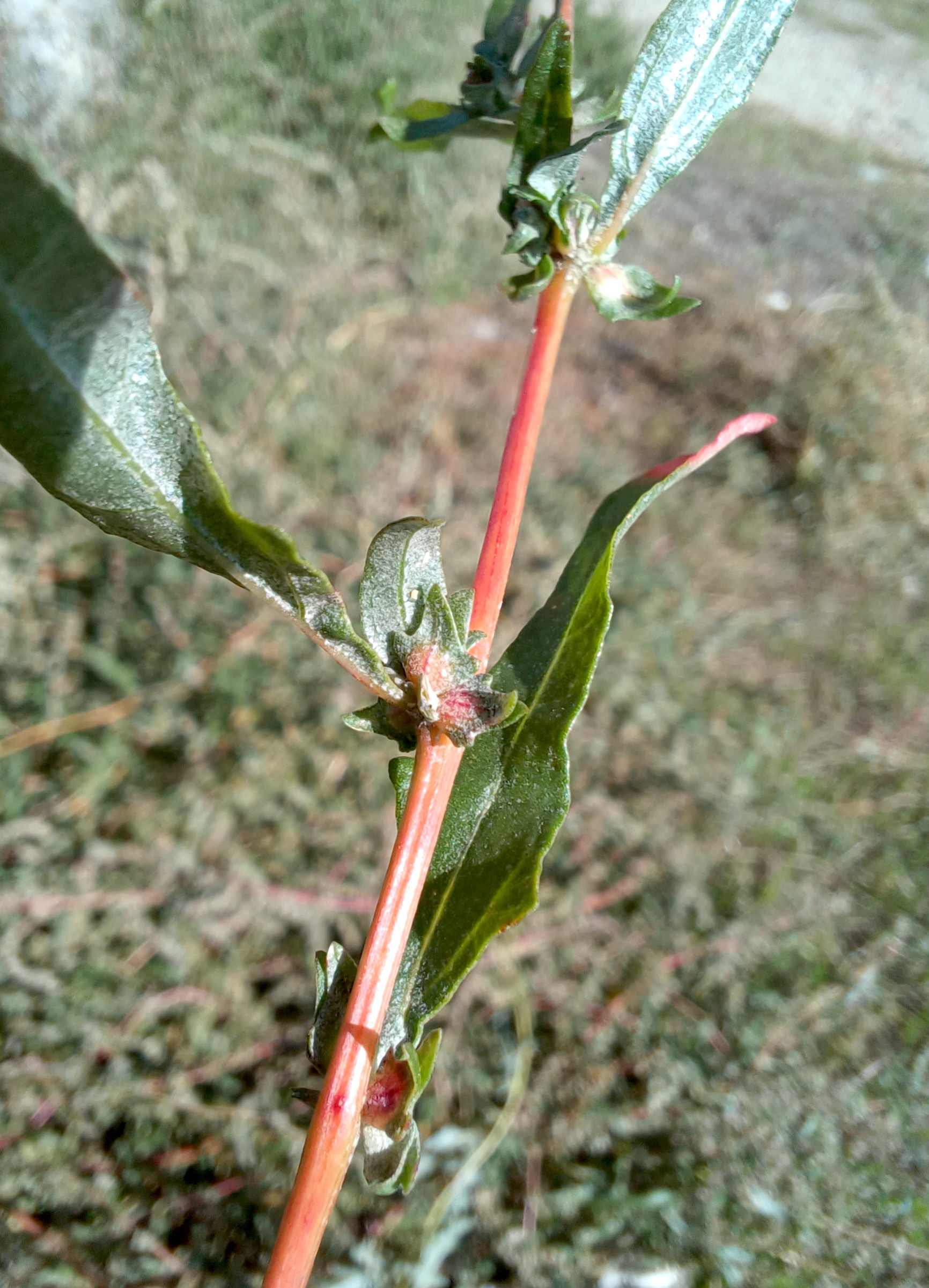 atriplex cf. tatarica bhf petronell-carnuntum 20240920_111254.jpg