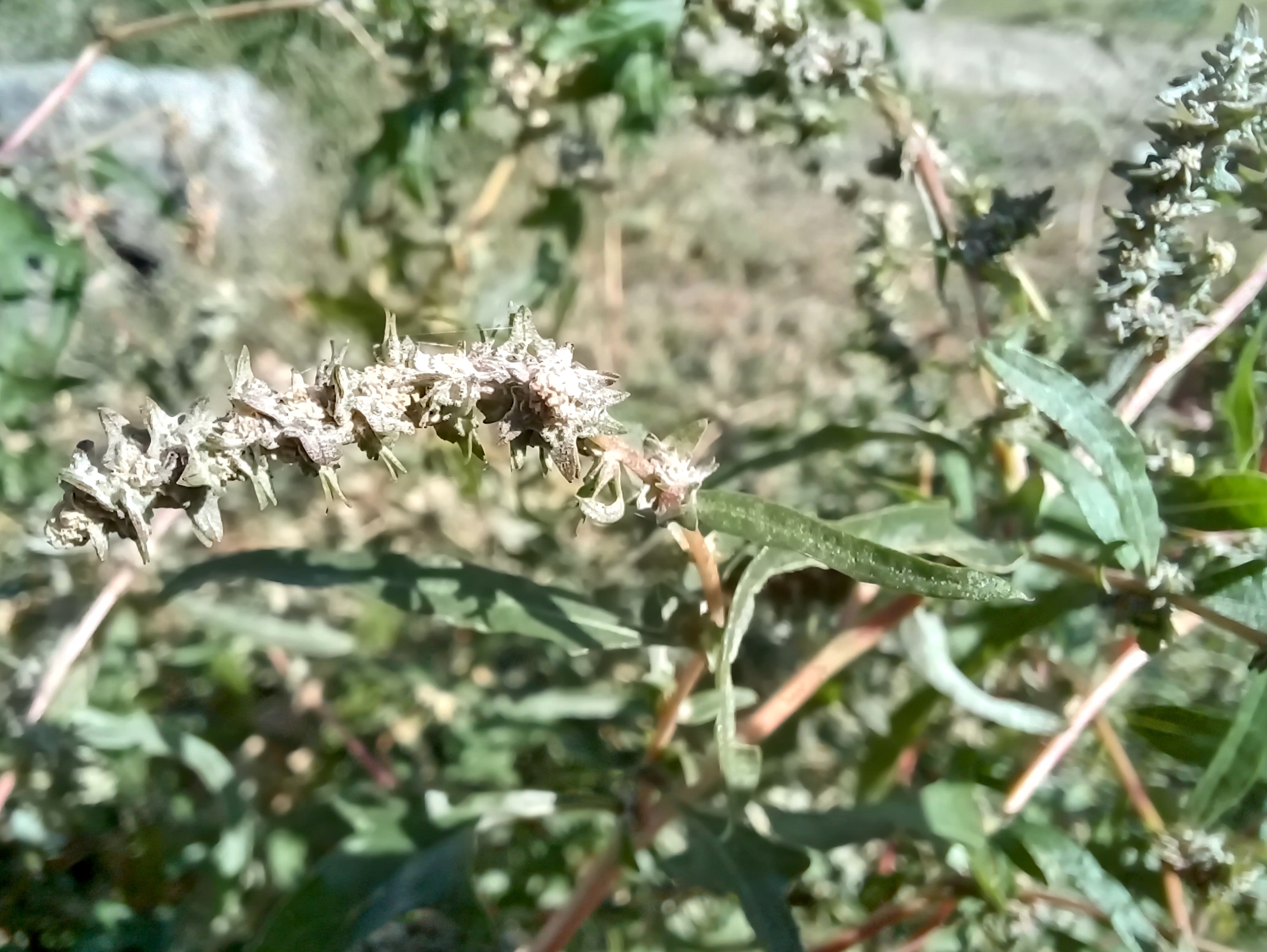 atriplex cf. tatarica bhf petronell-carnuntum 20240920_111301.jpg