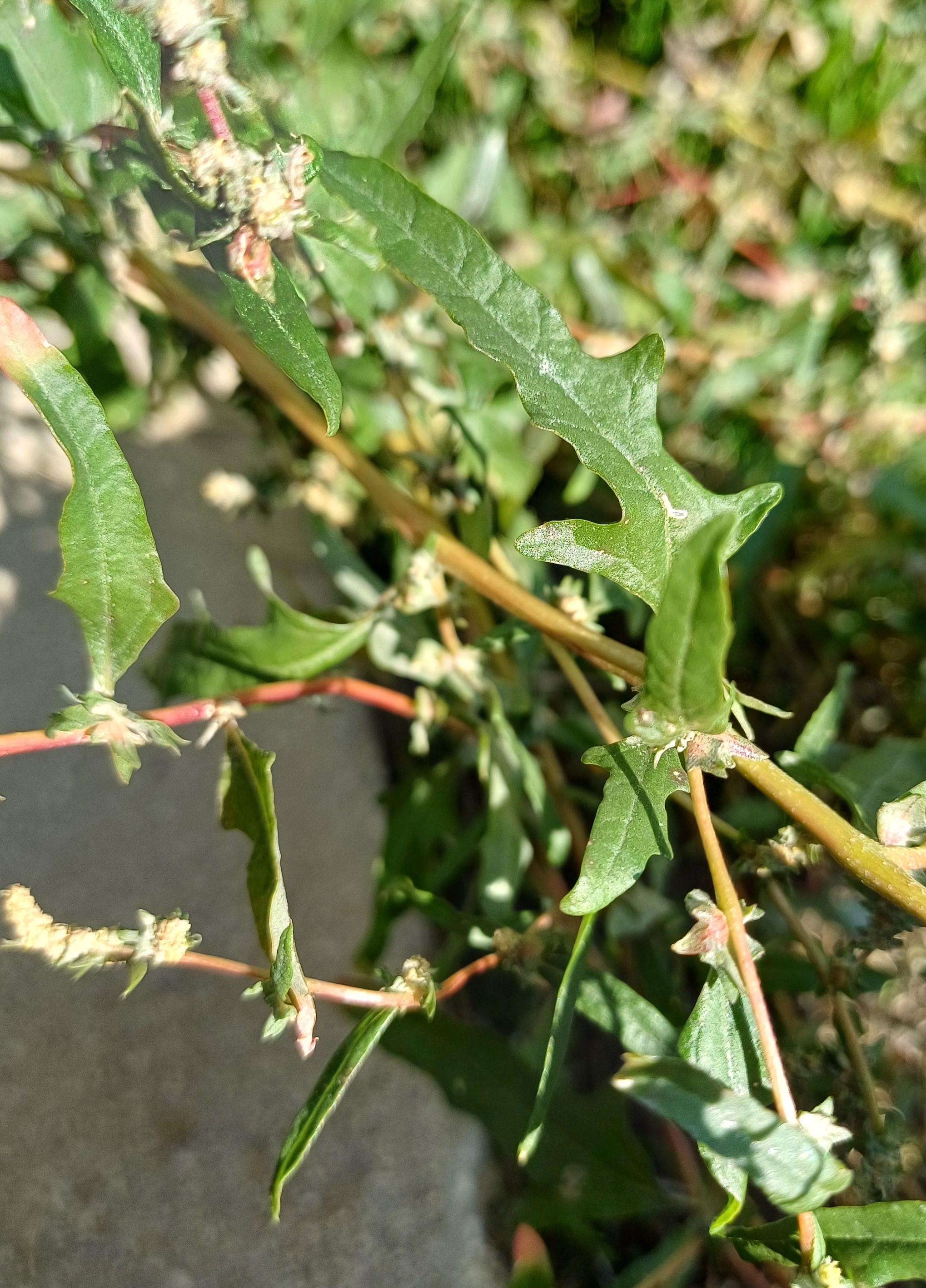 atriplex cf. tatarica bhf petronell-carnuntum 20240920_111323.jpg