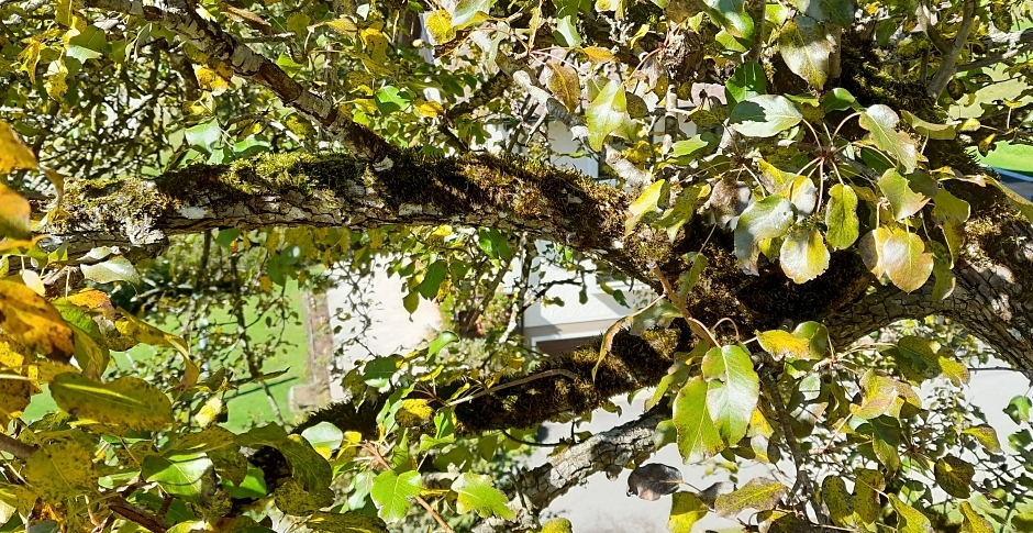 20240925_Pyrus pyraster2.jpg