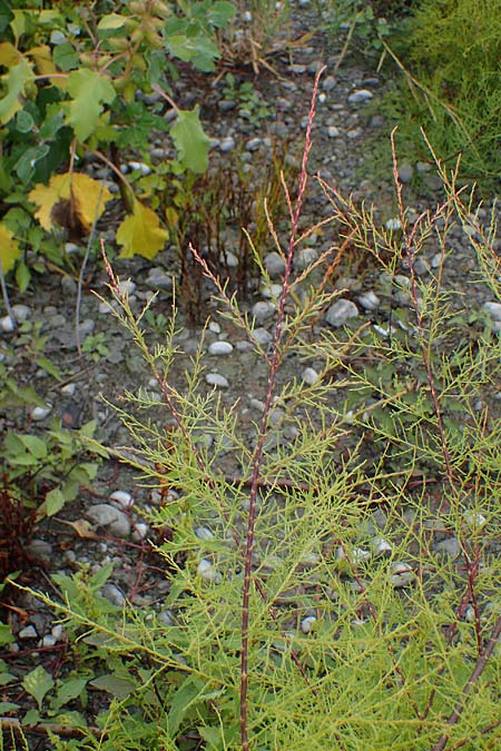 Ta599208.jpg