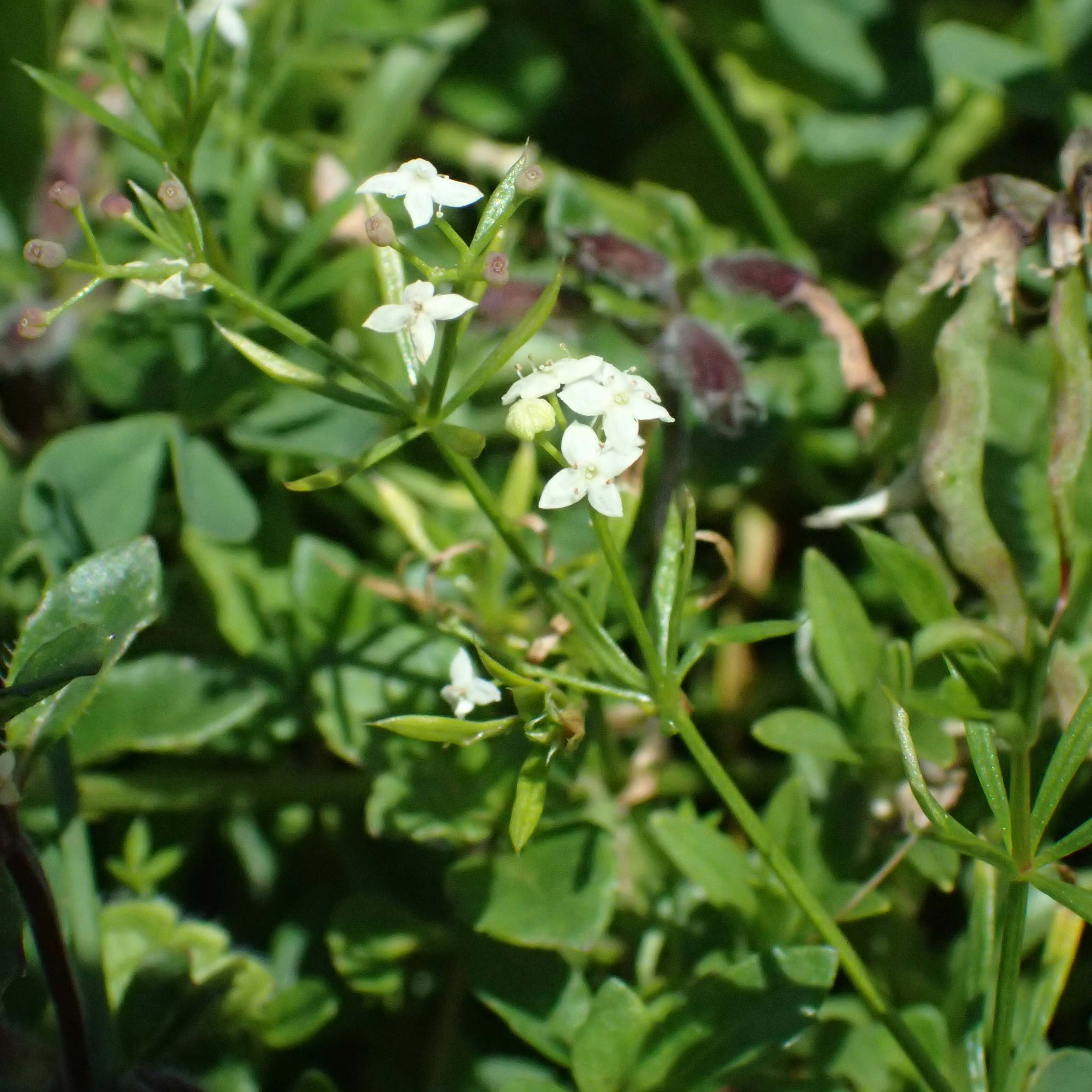 Ga648872g.jpg
