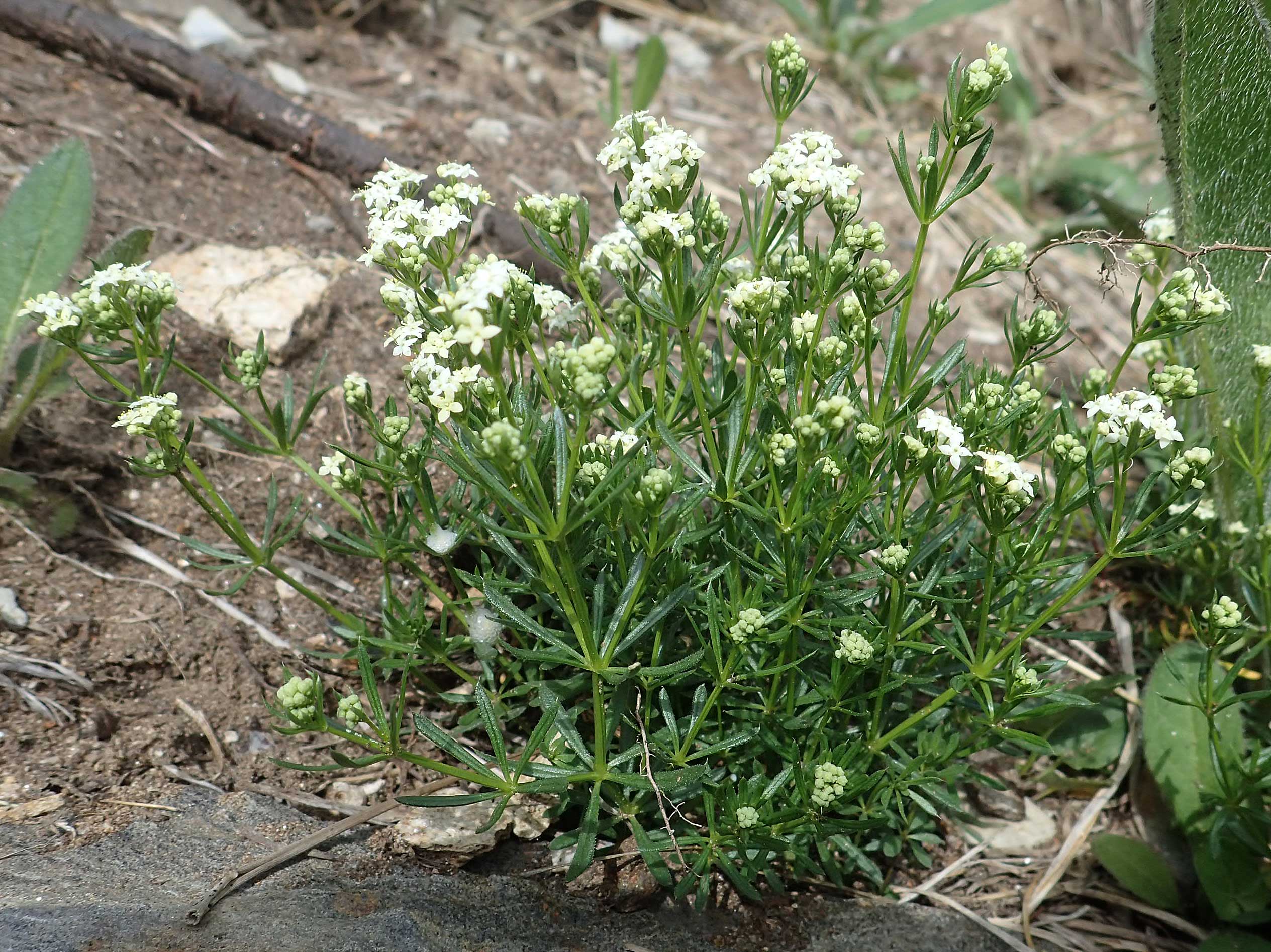 Ga562241.jpg