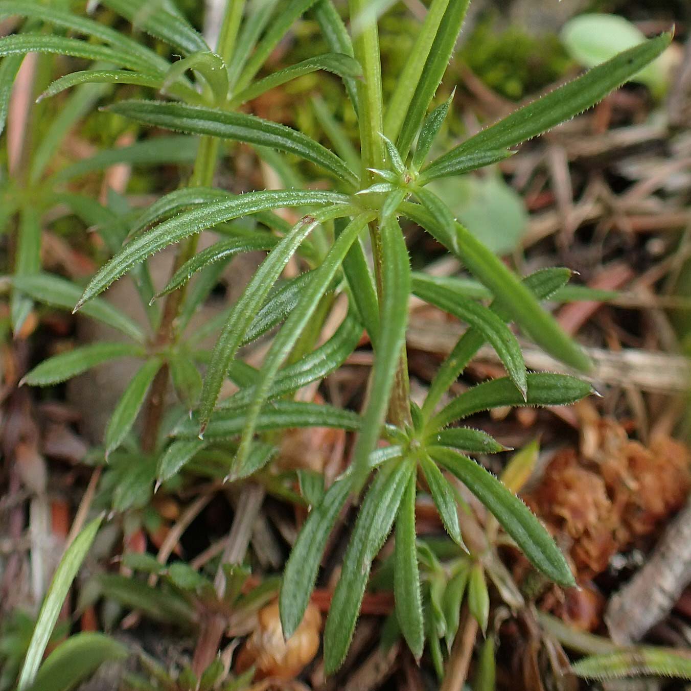 Gp535577g.jpg