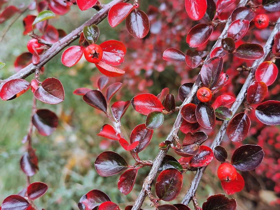 Cotoneaster hjelmqvistii_Gaspoltshofen_klein.jpg