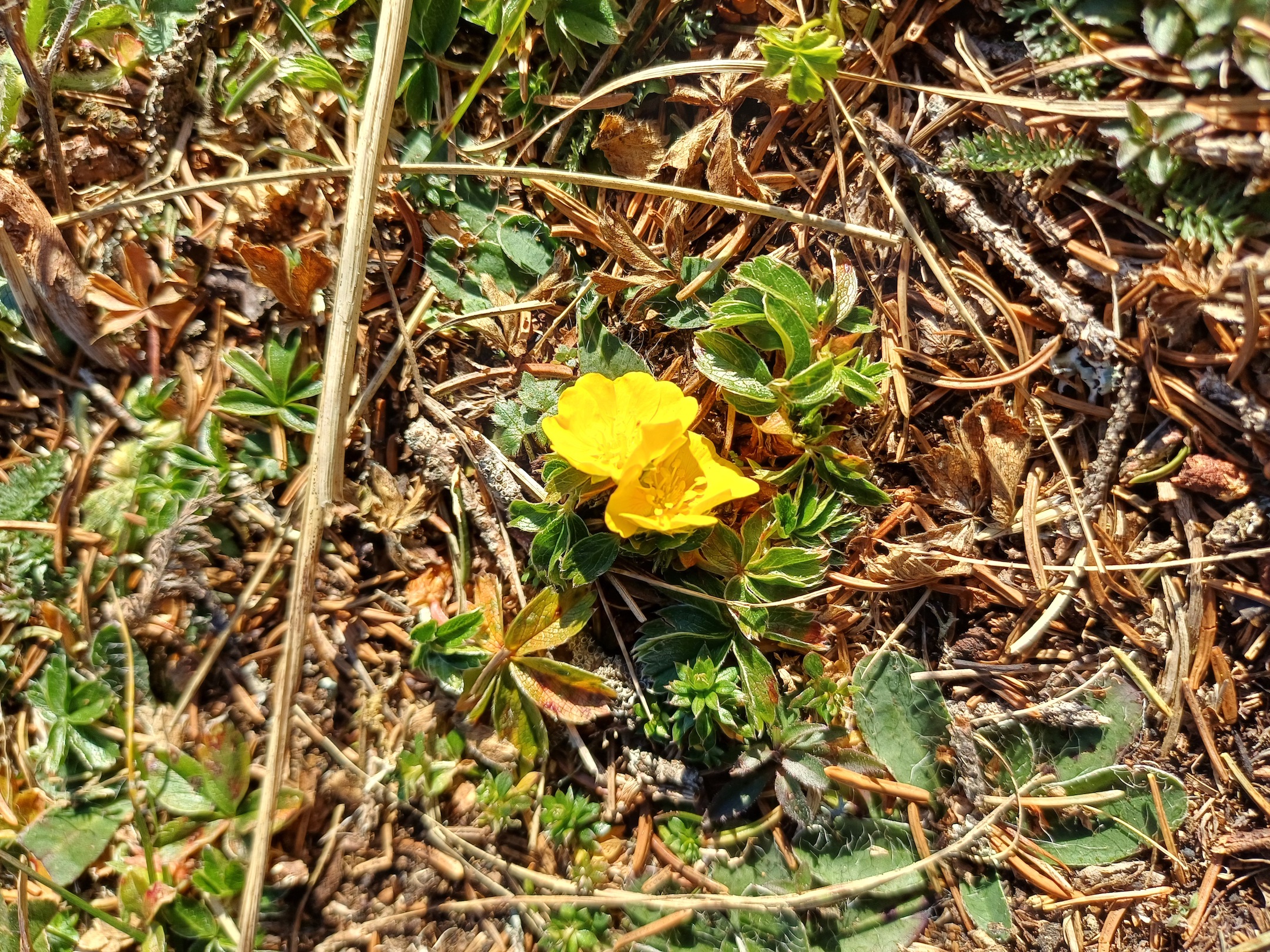 potentilla aurea ax bergstation - otto-haus 20241109_095107.jpg