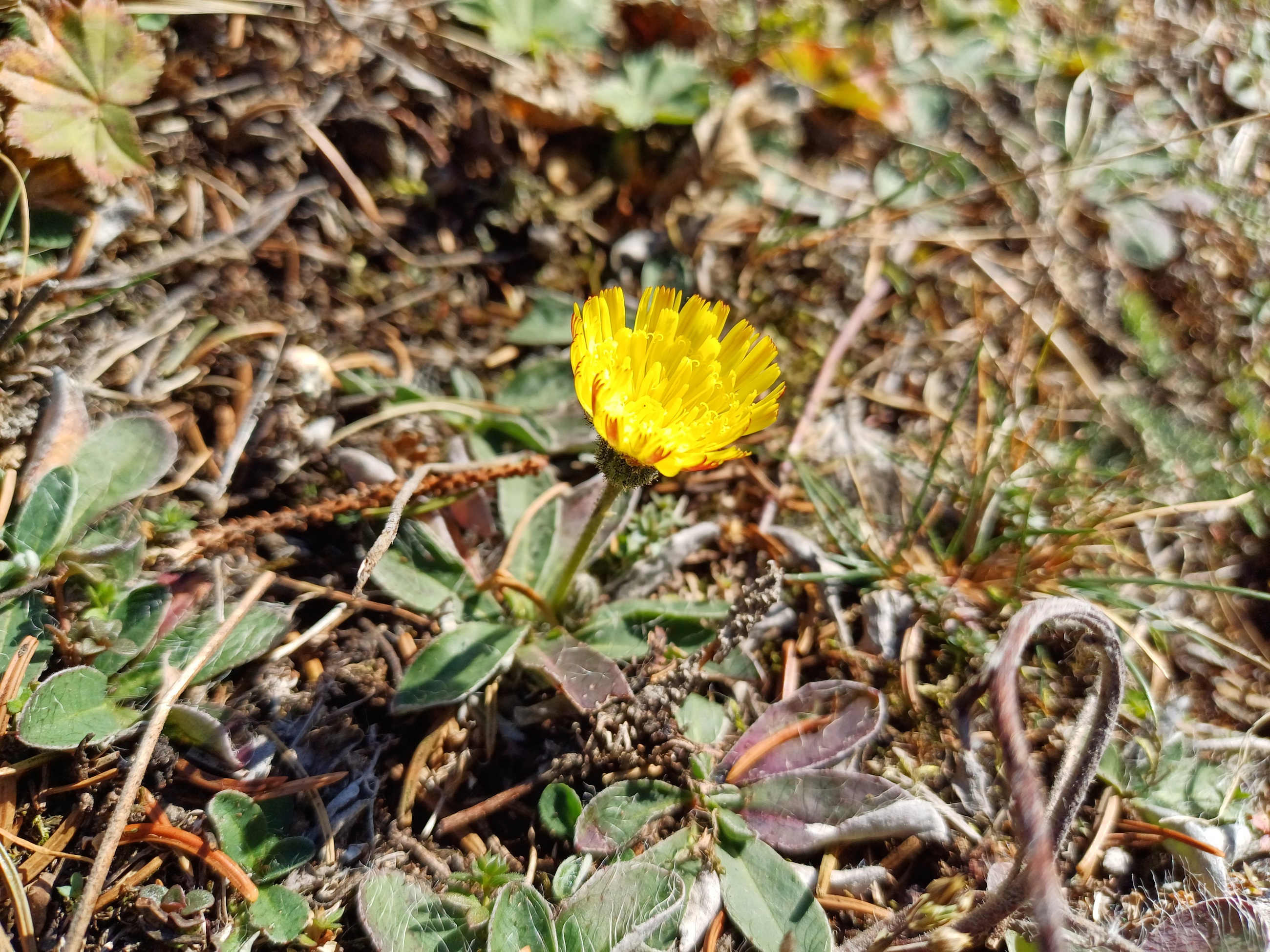 hieracium subsp. pilosella rax bergstation - otto-haus 20241109_095141.jpg