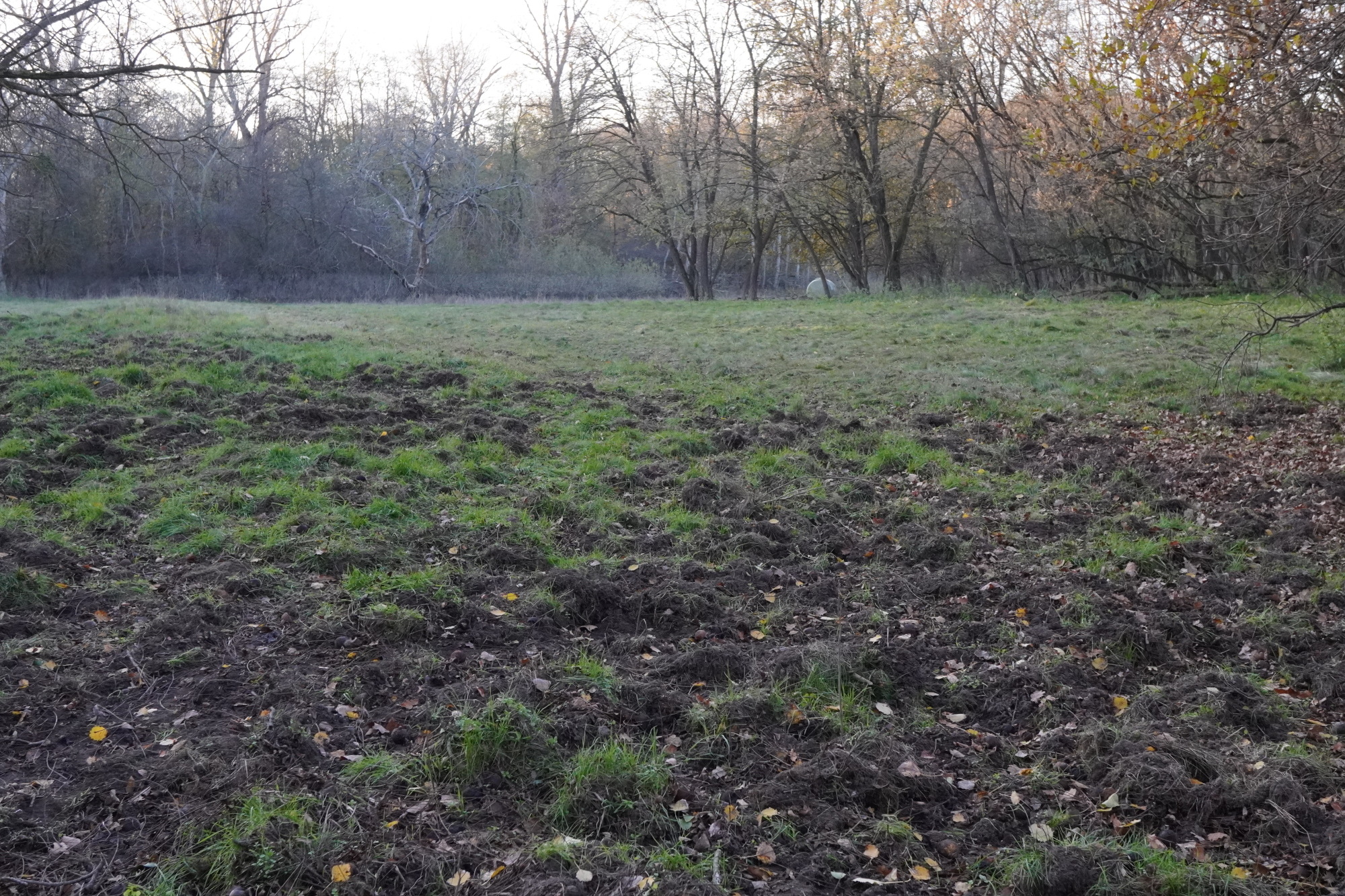 Pflegeeinsatz Sandfeld Ringelsdorf_20241116_A.JPG