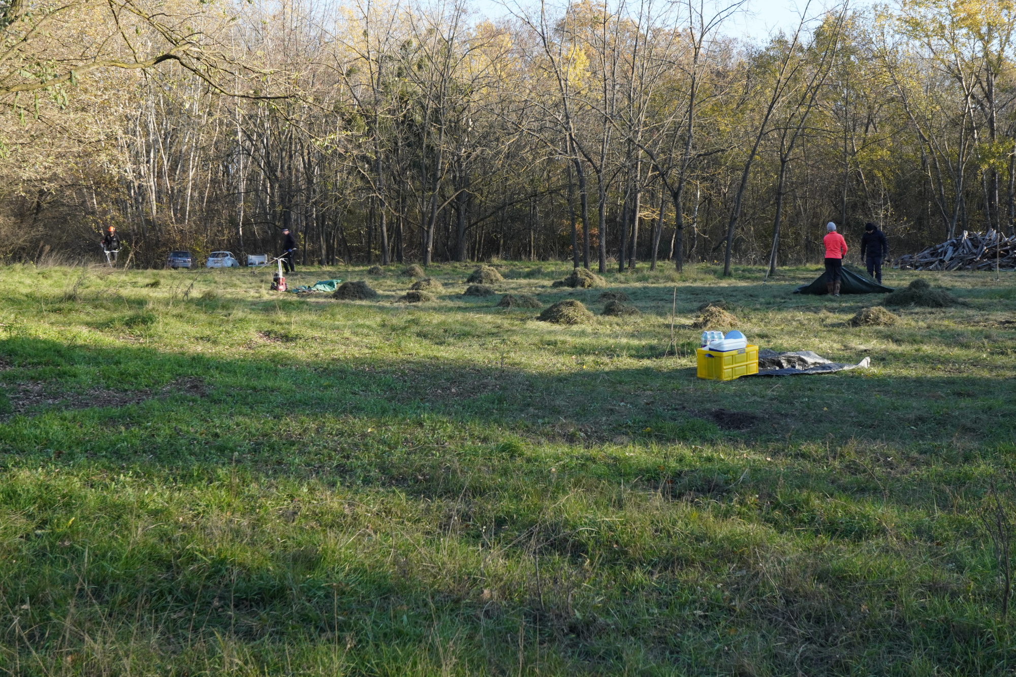 Pflegeeinsatz Sandfeld Ringelsdorf_20241116_B.JPG