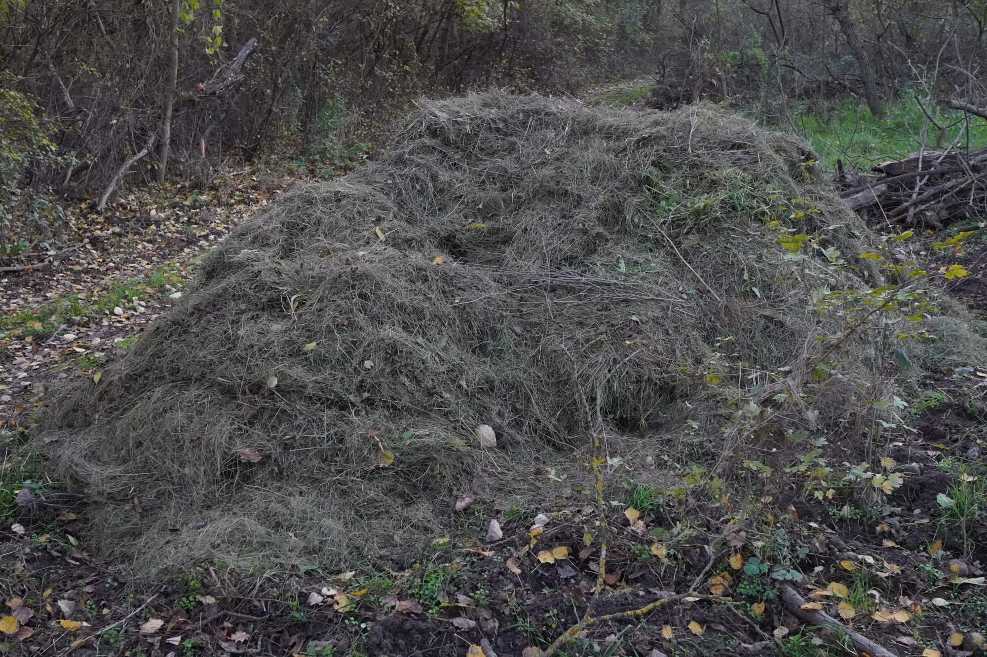 Pflegeeinsatz Sandfeld Ringelsdorf_20241116_C.JPG
