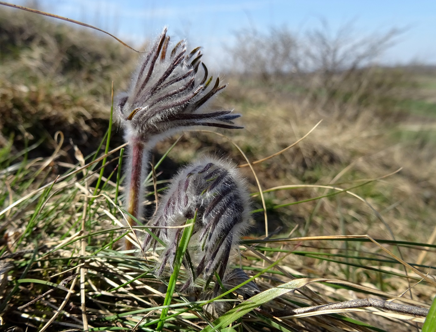 03-18-2023 Pulsatilla nigricans.JPG