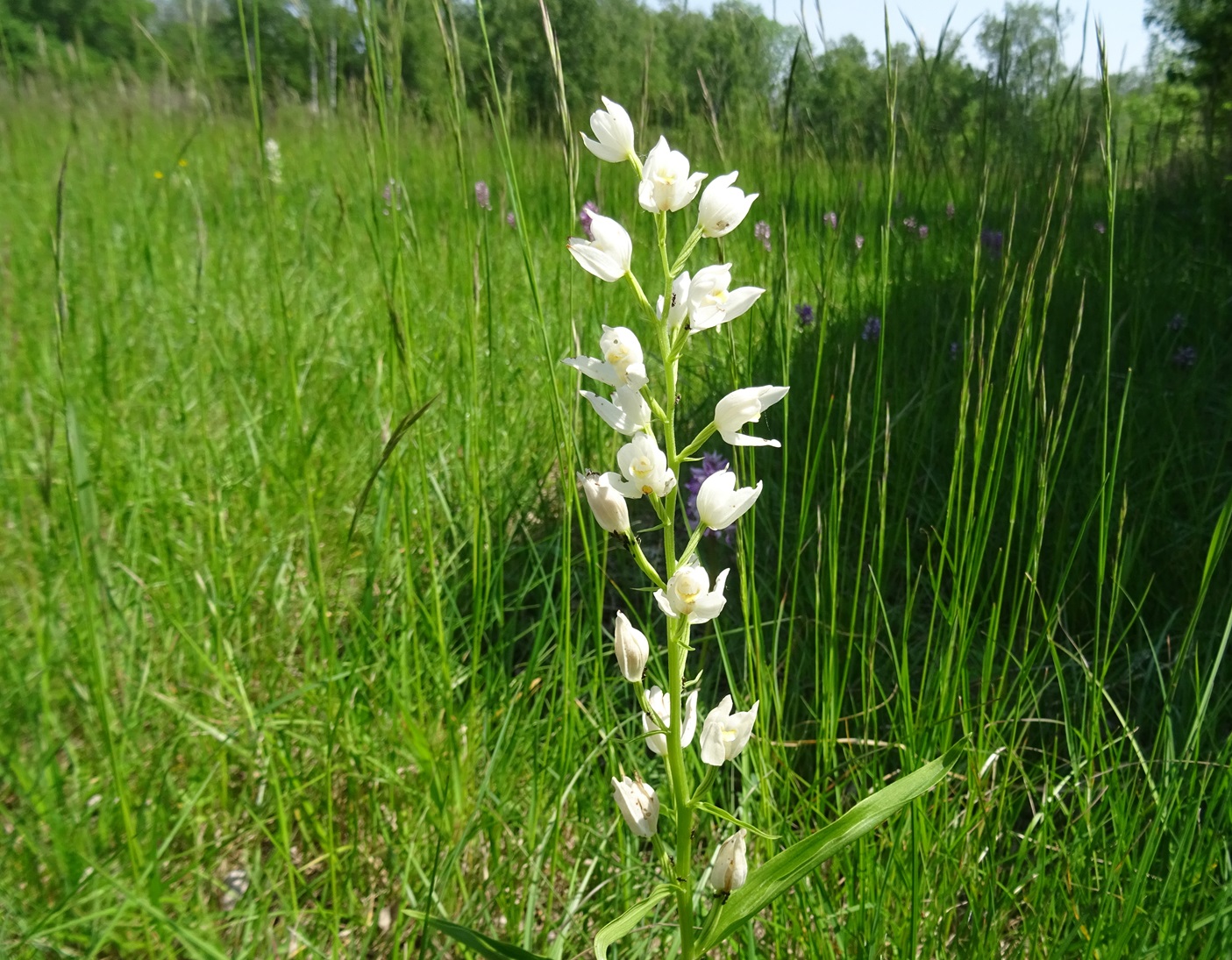 05-21-2023 Cephalanthera longifolia.JPG