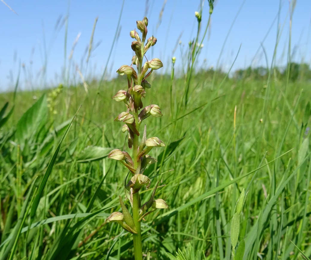 05-25-2023 Coeloglossum viride.JPG