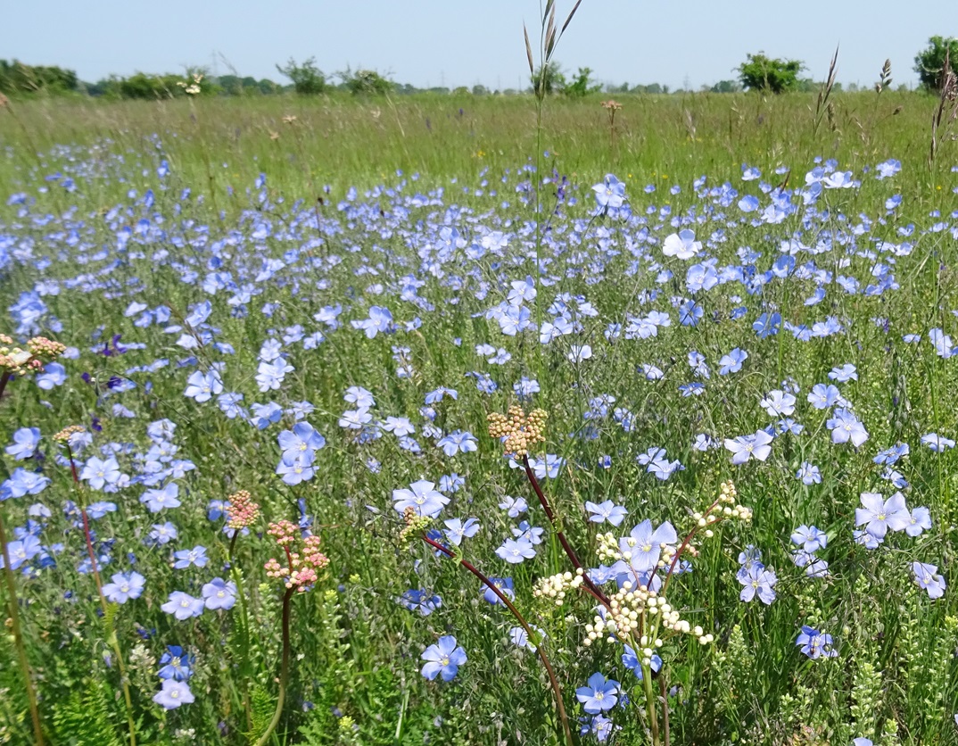 05-28-2023 Linum austriacum.JPG