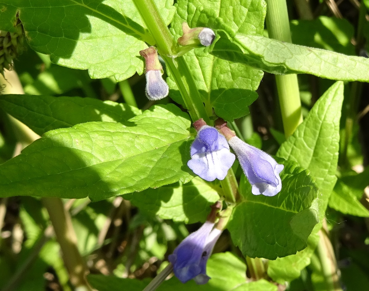 06-08-2021 Scutellaria galericulata Sumpfhelmkraut .JPG