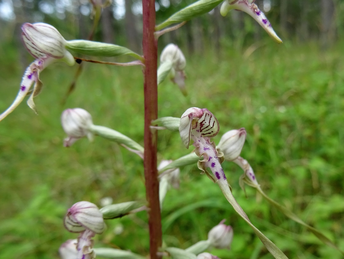 06-26-2024  Himantoglossum adriaticum Saubersdorf.JPG