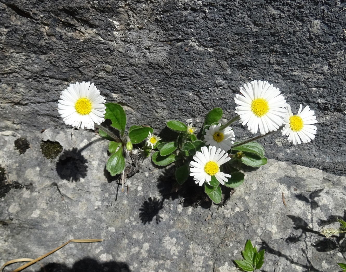 2024-04-12 Bellis perennis.JPG