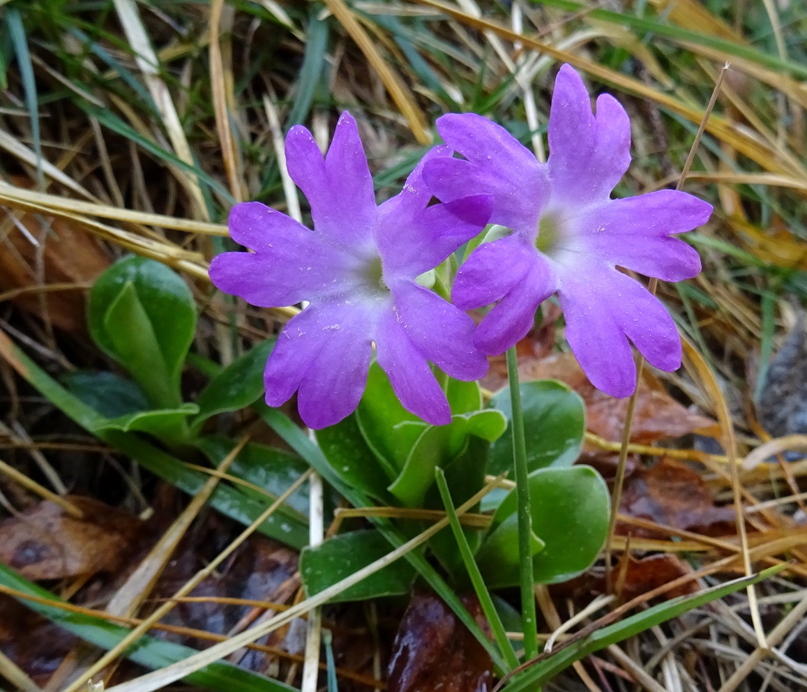 2024-04-12 Primula clusiana.JPG