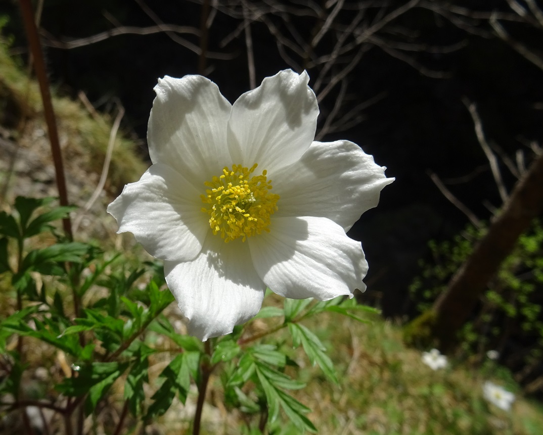 2024-04-12 Pulsatilla alpina aggr..JPG