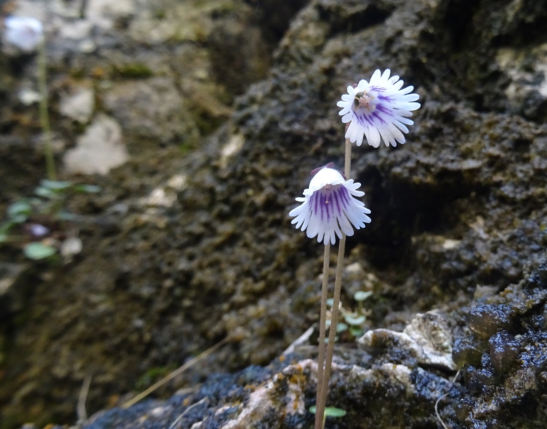 2024-04-12 Soldanella minima (s. str.).JPG