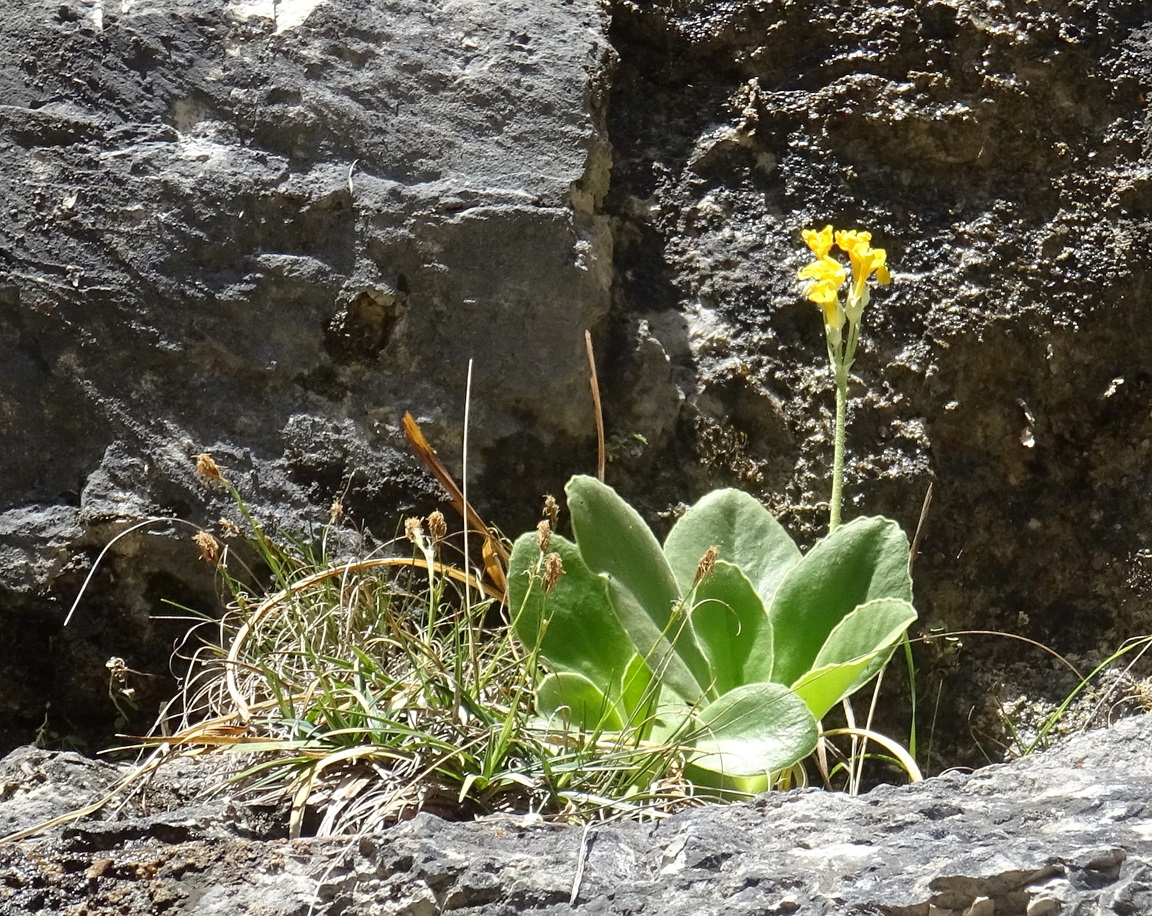 2024-04-12 Primula auricula, verblüht.JPG