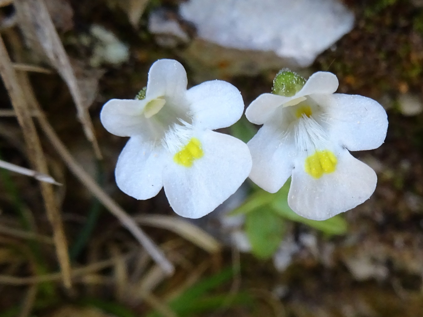 2024-04-12 Pinguicula alpina.JPG