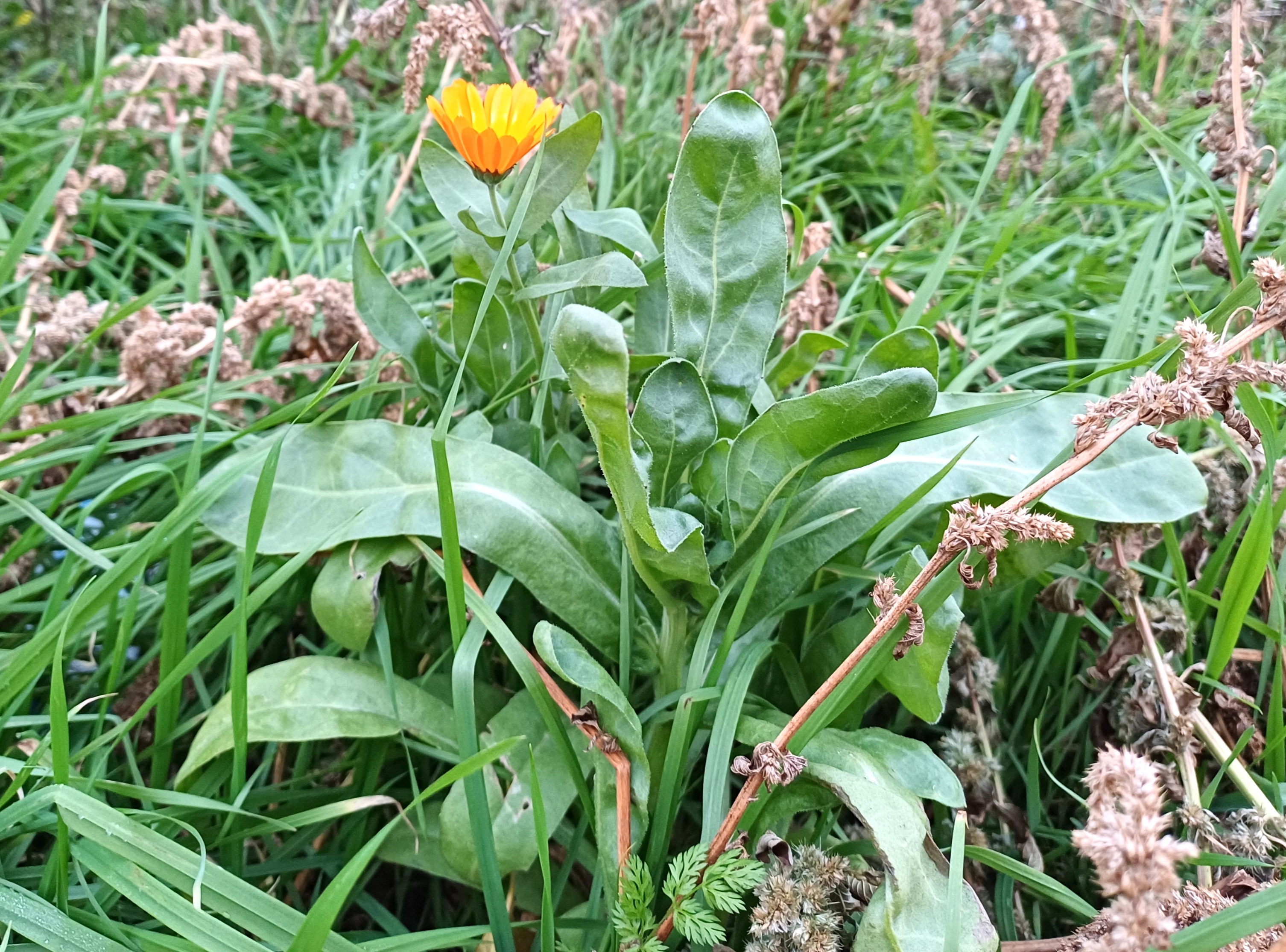 calendula officinalis sonnwendviertel bei campus 20241127_154627.jpg