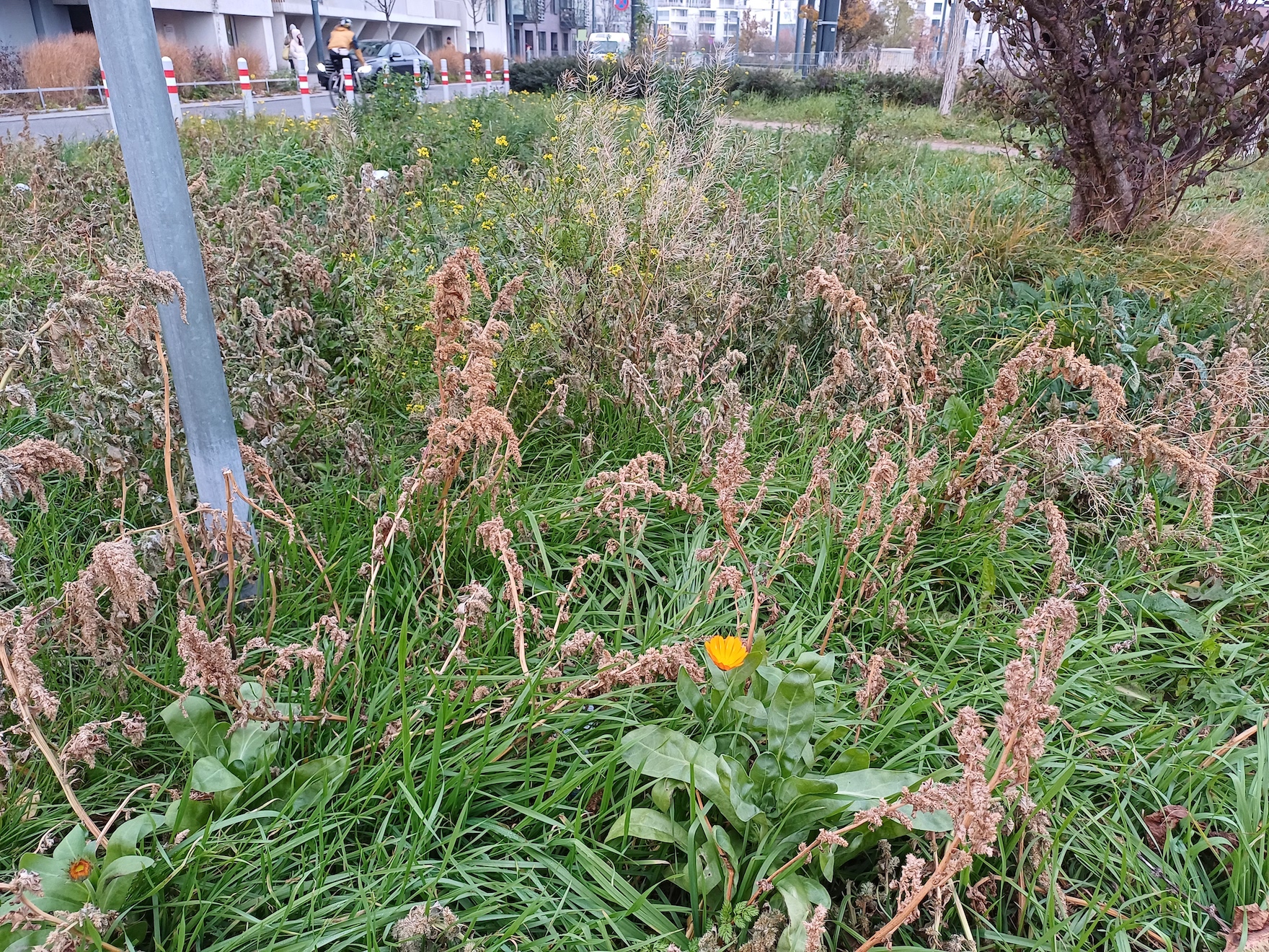 calendula officinalis sonnwendviertel bei campus 20241127_154621.jpg