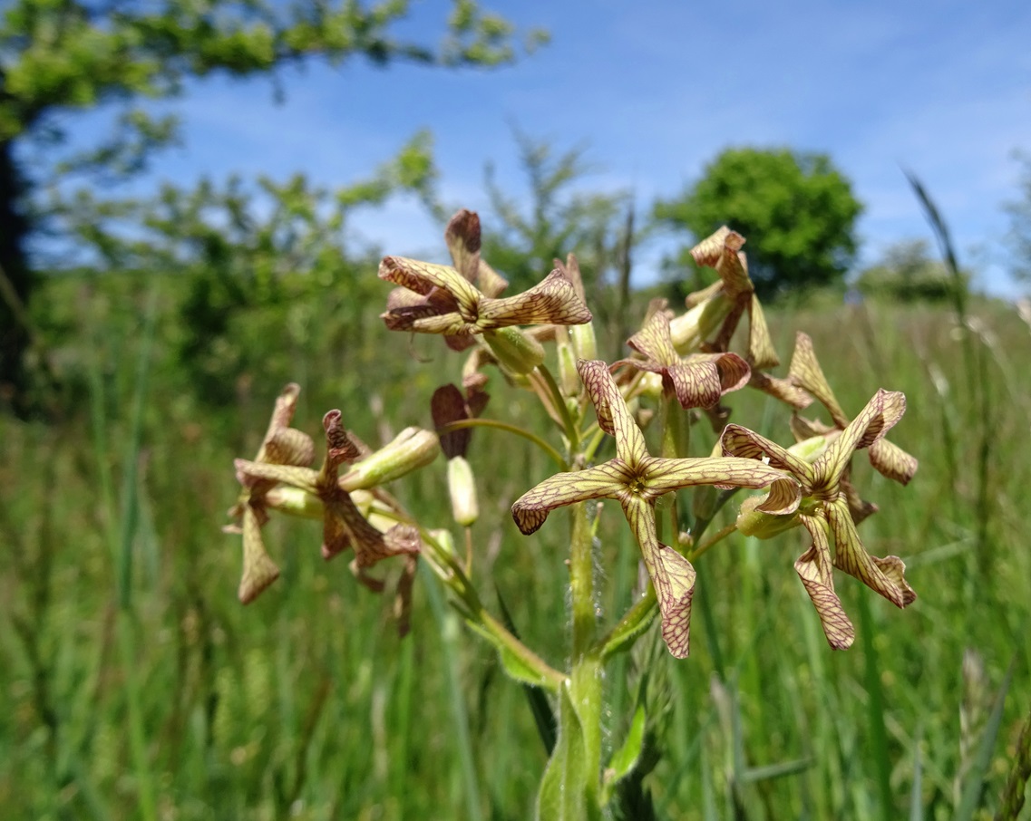 05-01-2023 Hesperis tristis.JPG
