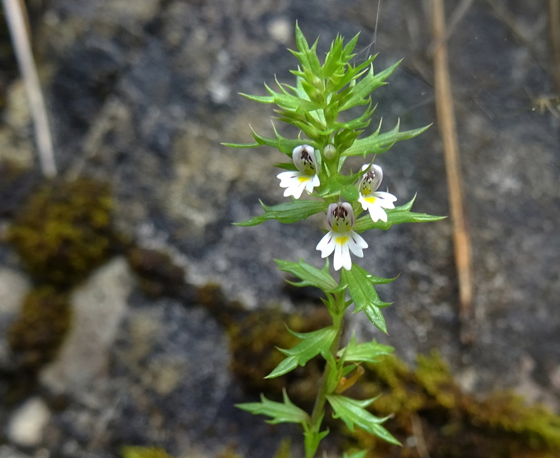 08-23-2023  Euphrasia salisburgensis  (s. str.).JPG