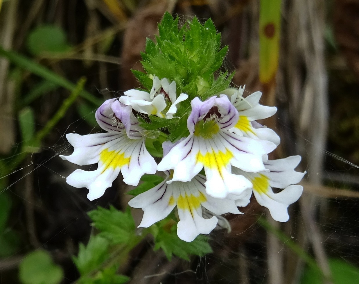 09-07-2021 Euphrasia officinalis subsp. rostkoviana.JPG