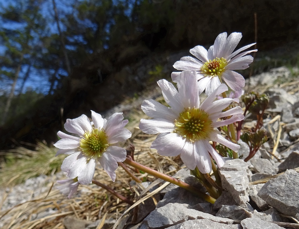 04-29-2022 Calleanthemum anemonoides.JPG