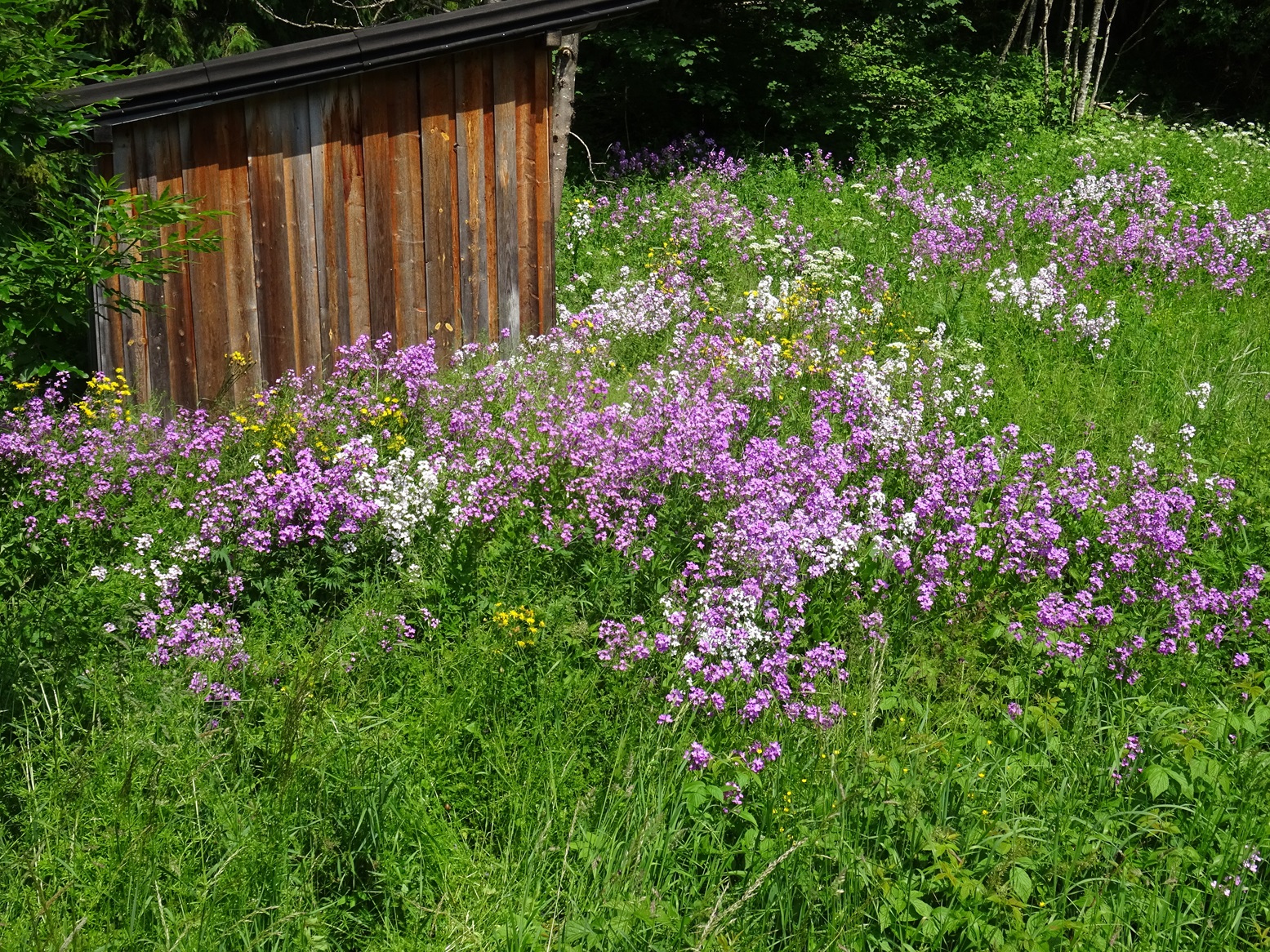 06-18-2023 Hesperis matronalis.JPG