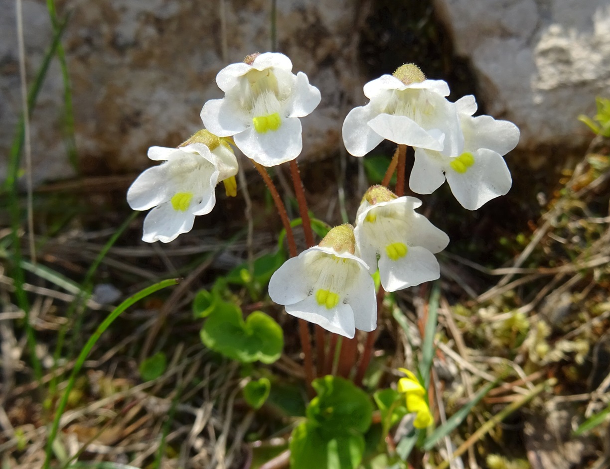 06-18-2023 Pinguicula alpina.JPG