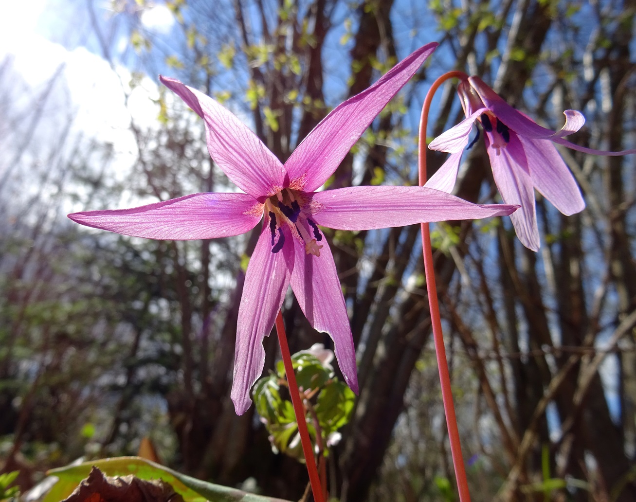 03-25-2024 Erythronium dens-canis.JPG