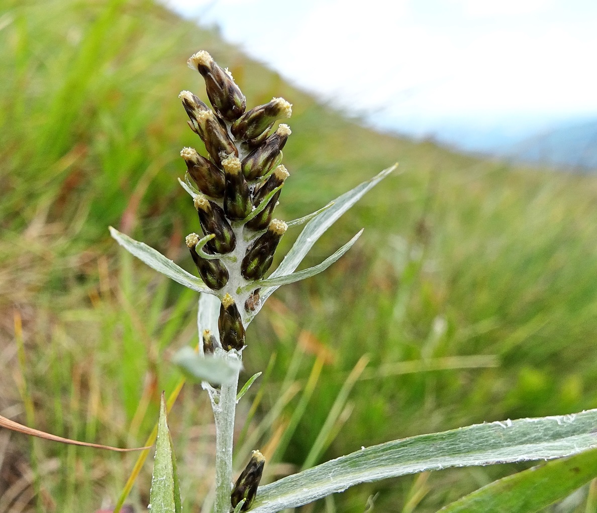 07-17-2017 Gnaphalium norvegicum.jpg