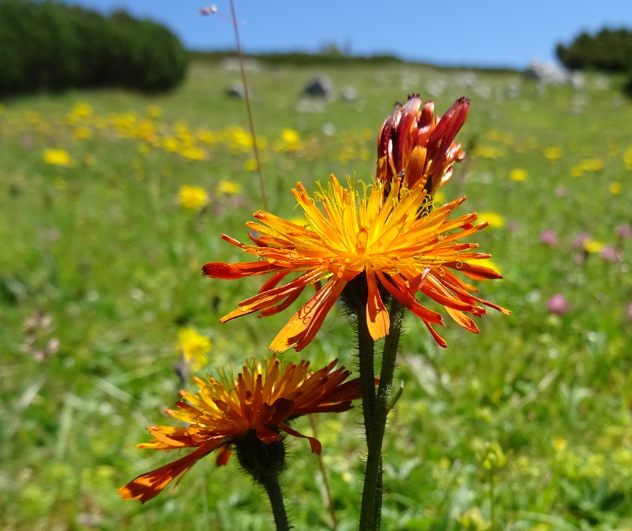 07-02-2022 Hieracium aurantiacum subsp. aurantiacum.JPG