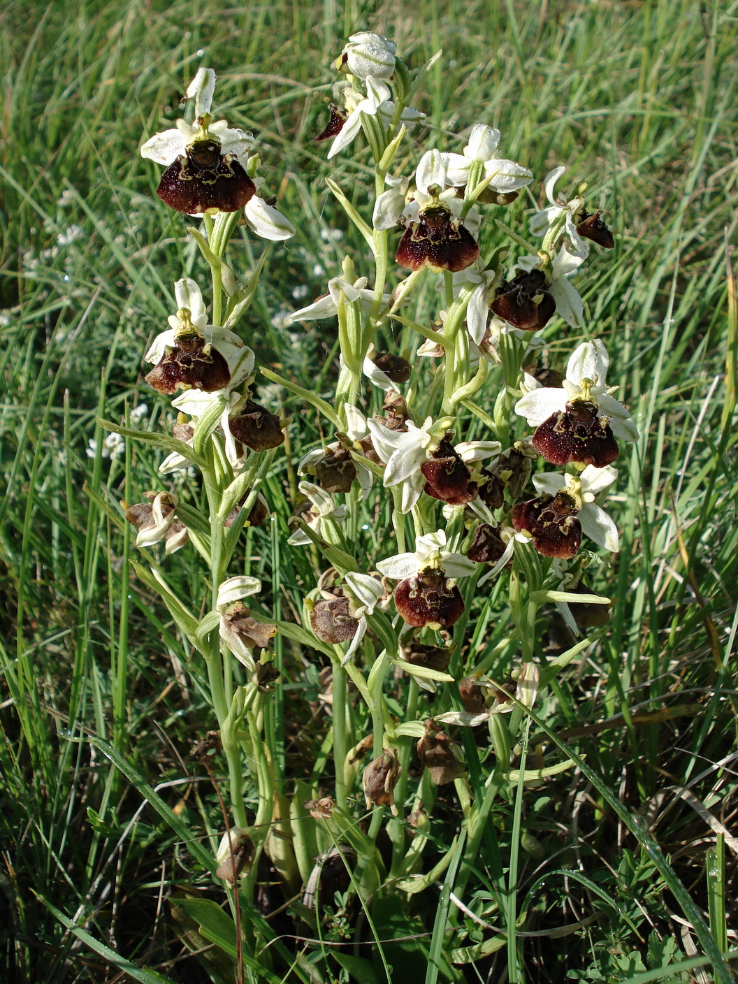 Ophrys holoserica. Stotzinger Heide 26.Mai 18.JPG