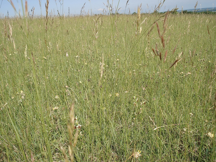 Ophrys holoserica.Stotzinger Heide 26.Mai 18.JPG