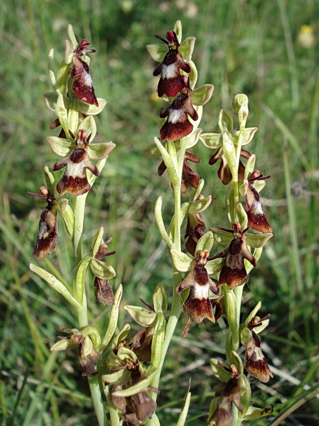 Ophrys insectifera. Stotzinger Heide 26.Mai 18.JPG